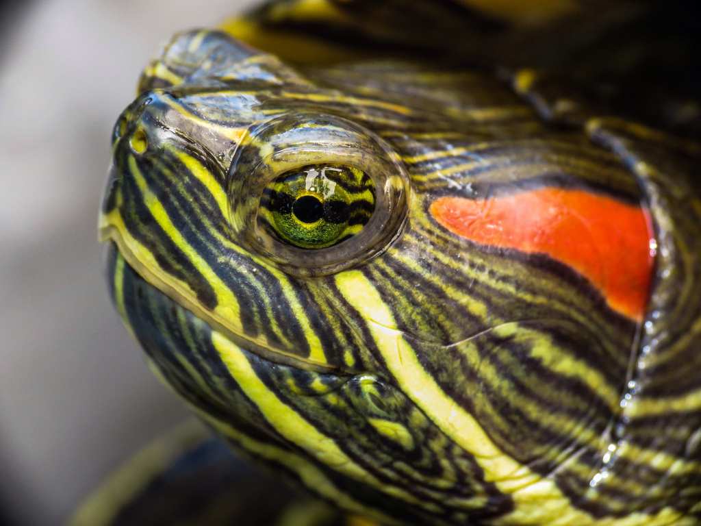 Trachemis scripta - © FloxLuca
